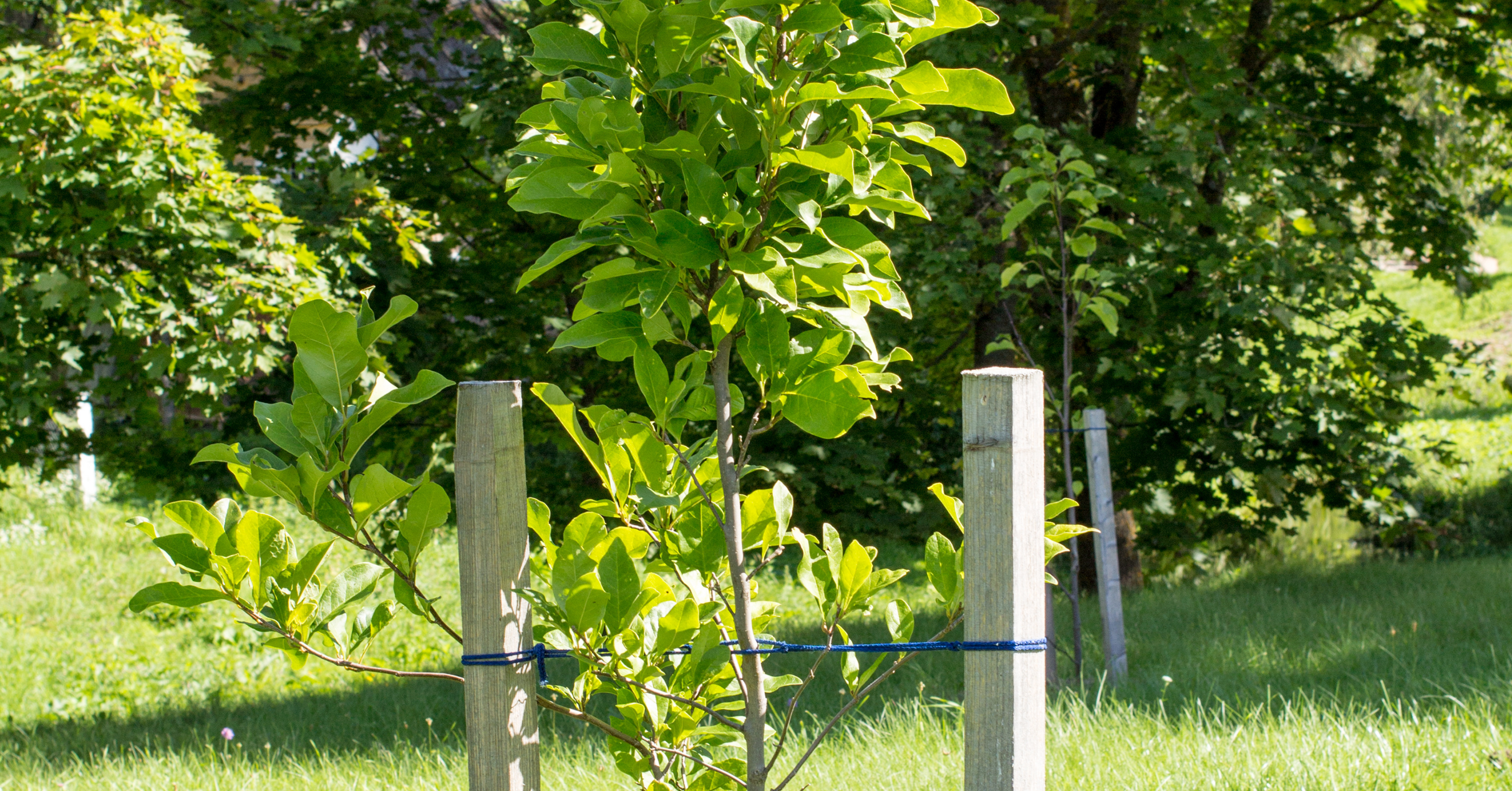 Bomen water geven met Jewel software