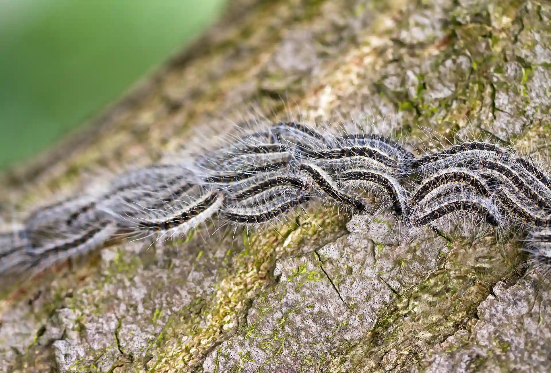 Oak processionary moth on tree