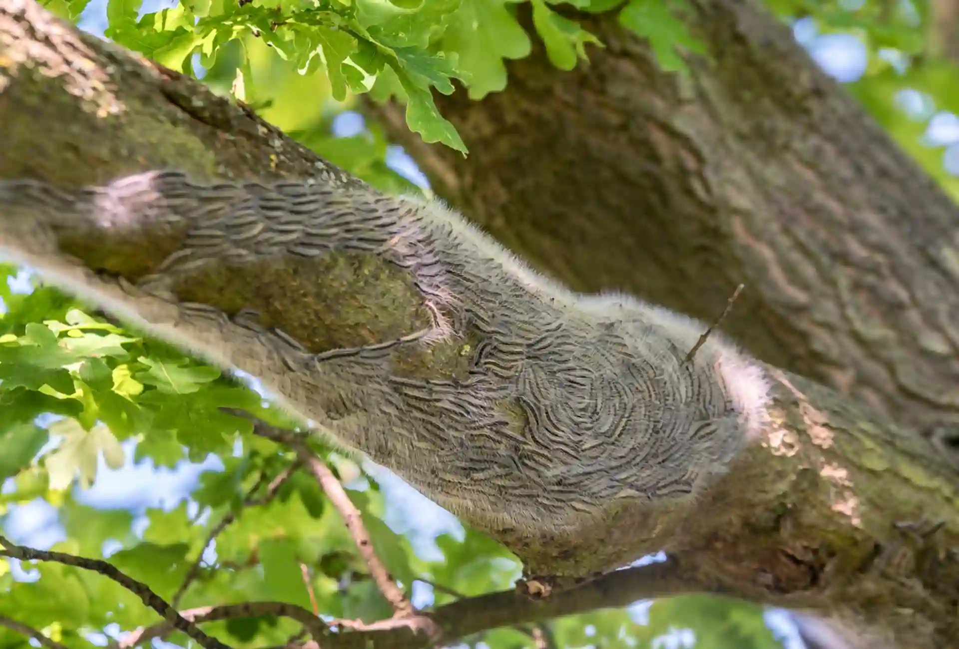 Oak processionary moth caterpillars on Tree 