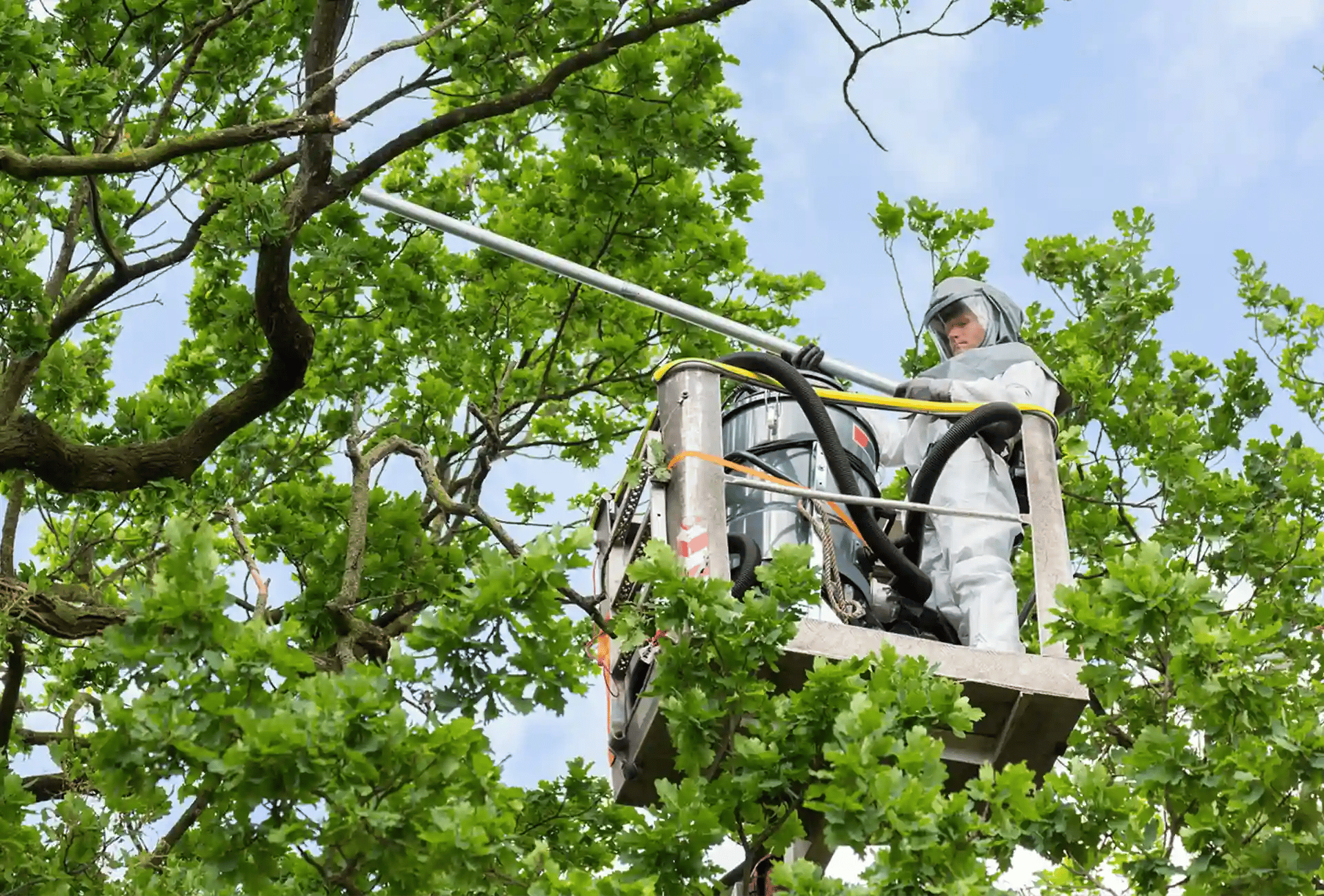 Man in protective suit controlling oak processionary moths