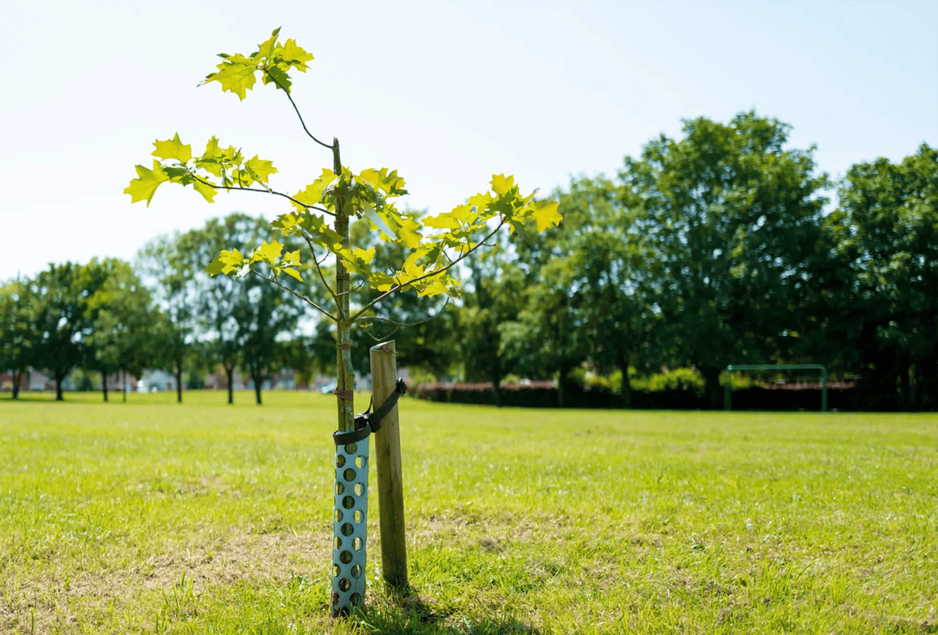 Young tree in park with growing support