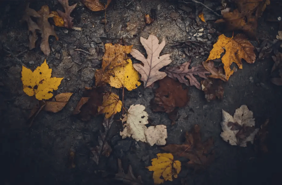 Laub auf dem Boden im Herbst