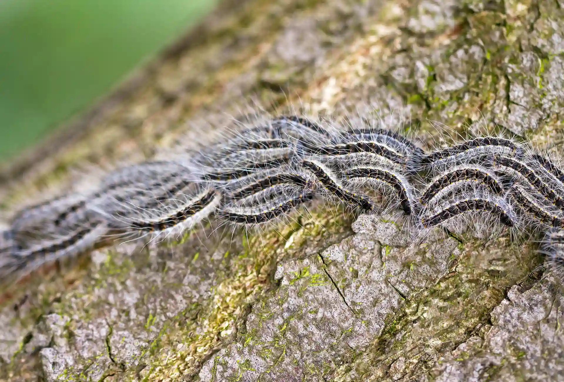 Eikenproccessierups-1