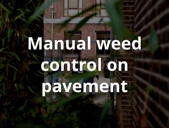 Manual weed control on pavement