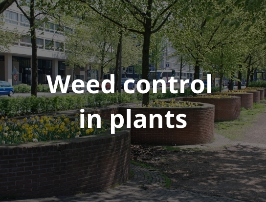 Weed control in plants