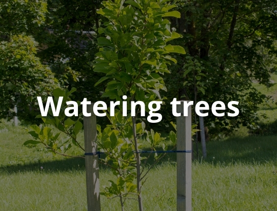 Watering trees