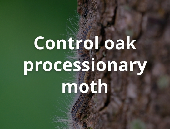 Control oak processionary moth