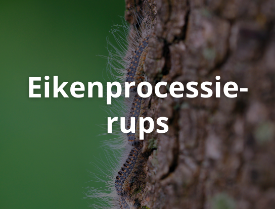 Eikenprocessierups