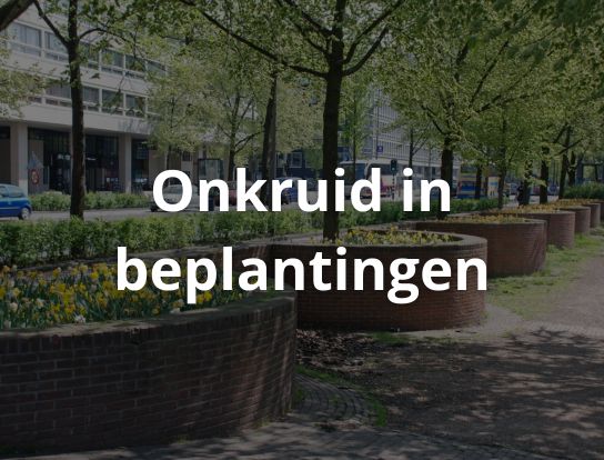 Onkruid in beplantingen