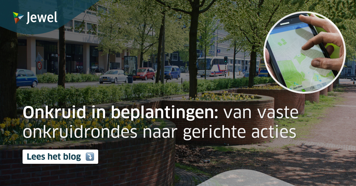 Onkruid in beplantingen: van vaste onkruidrondes naar gerichte acties