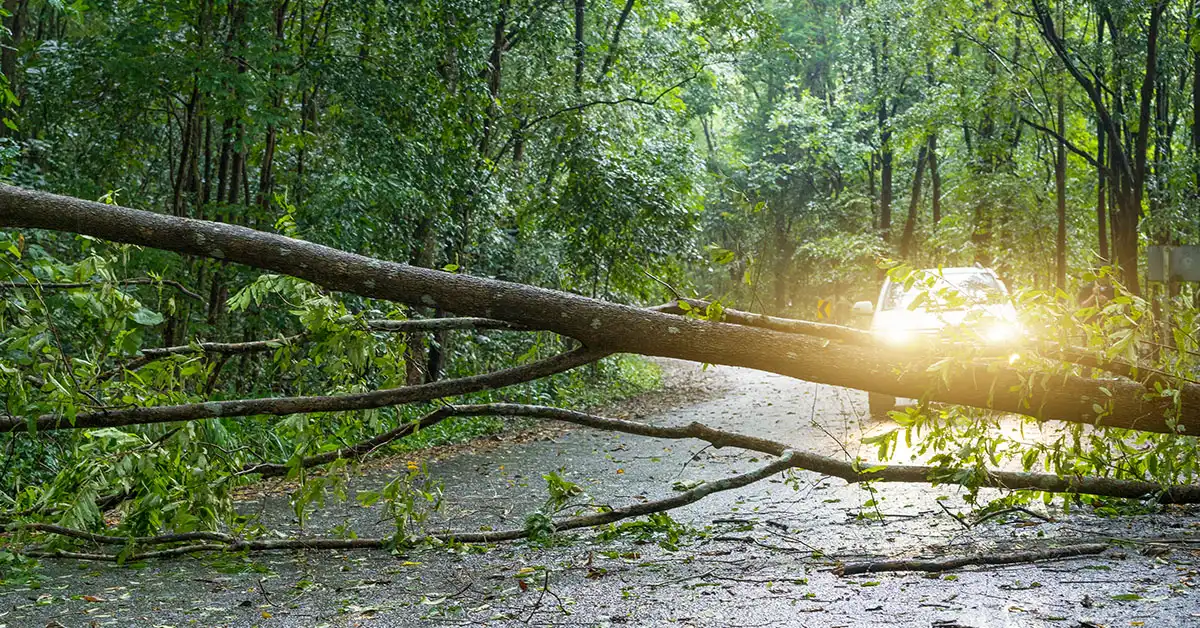 Stormschade boom op de weg