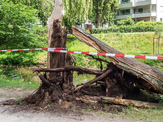 Effizienter Umgang mit Sturmschäden: So beseitigt ihr herumliegende Äste schneller